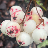 Sorbus tenuis HS12732